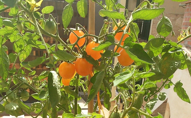 Cherry Gold Nugget