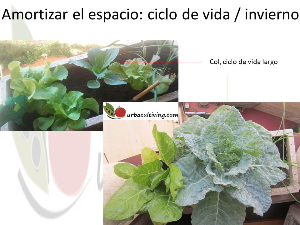 urbacultiving Ciclo de vida primv