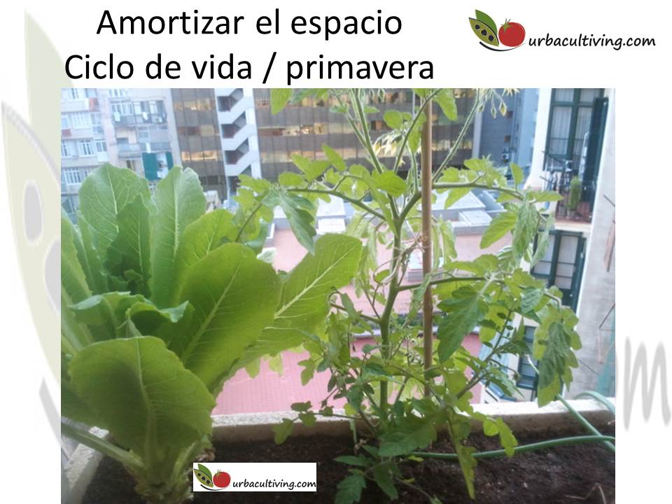 Urbacultiving Ciclo de vida primv