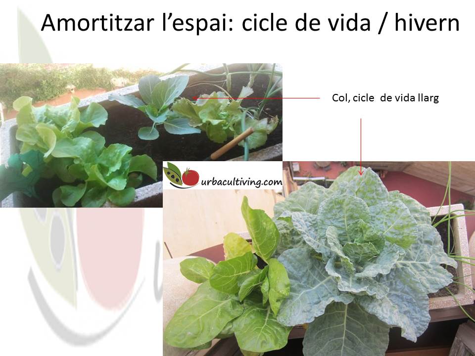 cicle de cultiu hivern