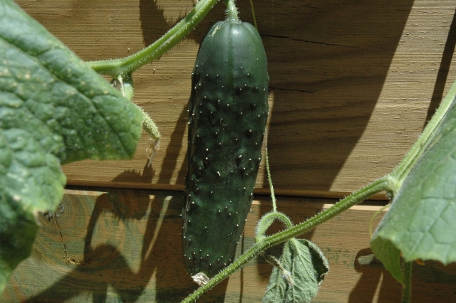 Pepino