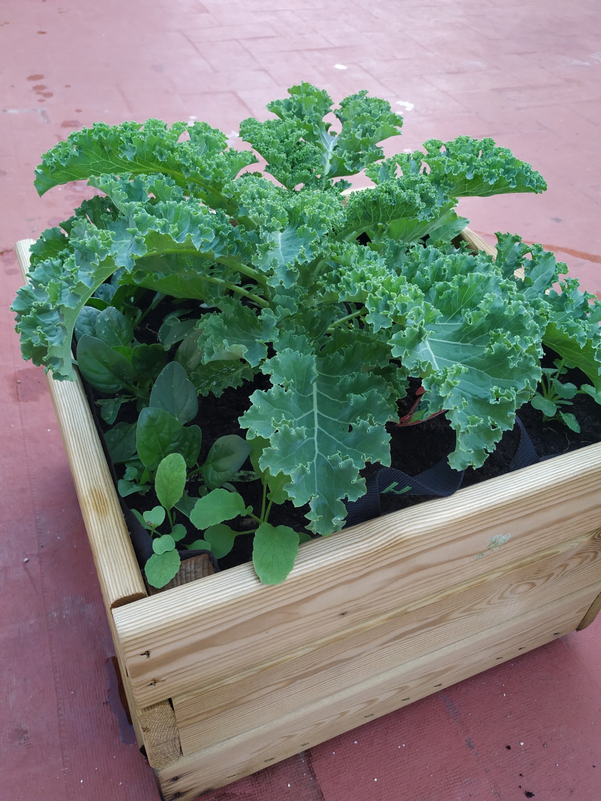 Col kale